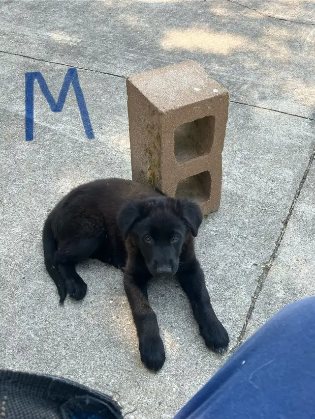 Puppies for sale in Dogs & Puppies for Rehoming in Edmonton - Image 3