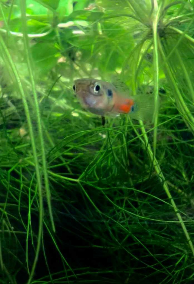 Endler Guppies in Fish for Rehoming in Kitchener / Waterloo