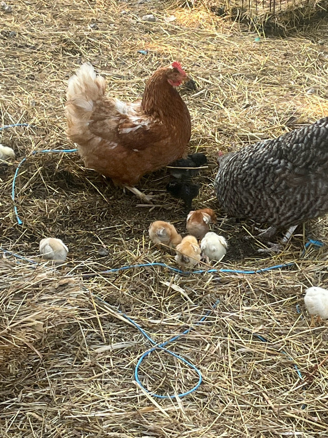 Broody hens with chicks  in Livestock in London - Image 2