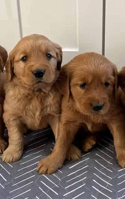 2 puppies available. 1 male (lighter coat) and 1 female (red coat) We are excited to share that Oakl...