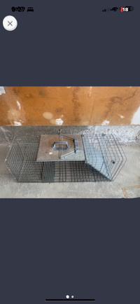  Animal traps for rent