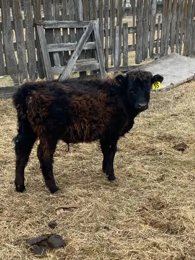 (Pending Pick Up) Angus Cross Steer, View more