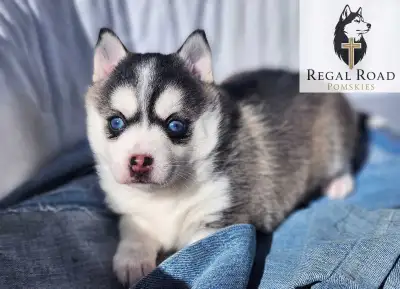 Quality Pomsky Puppies!, View more