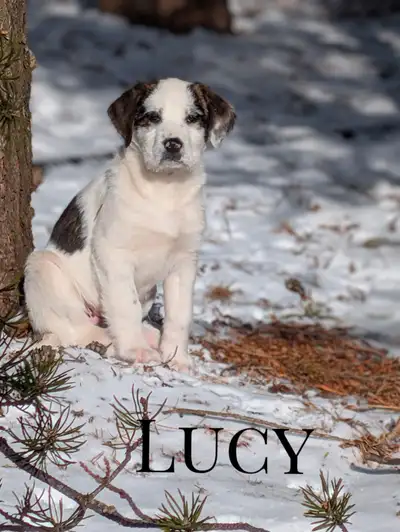 Adorable Puppies, View more