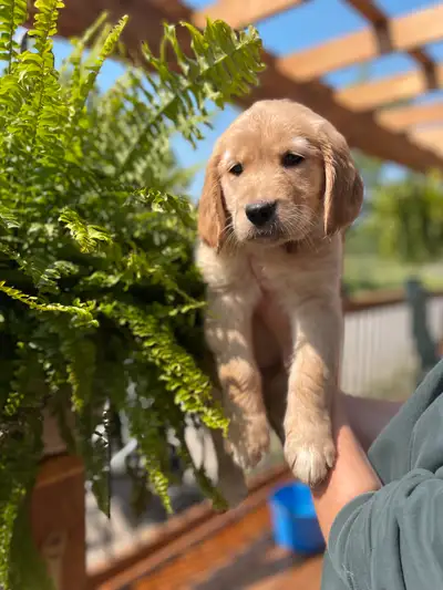 Adorable Purebred Golden Retrievers, View more