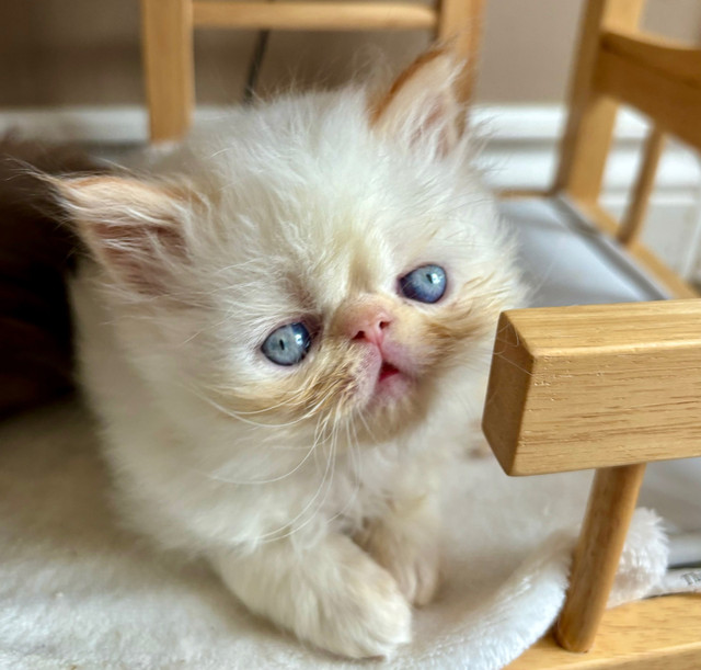  Persian kittens for reservation in Cats & Kittens for Rehoming in Kingston
