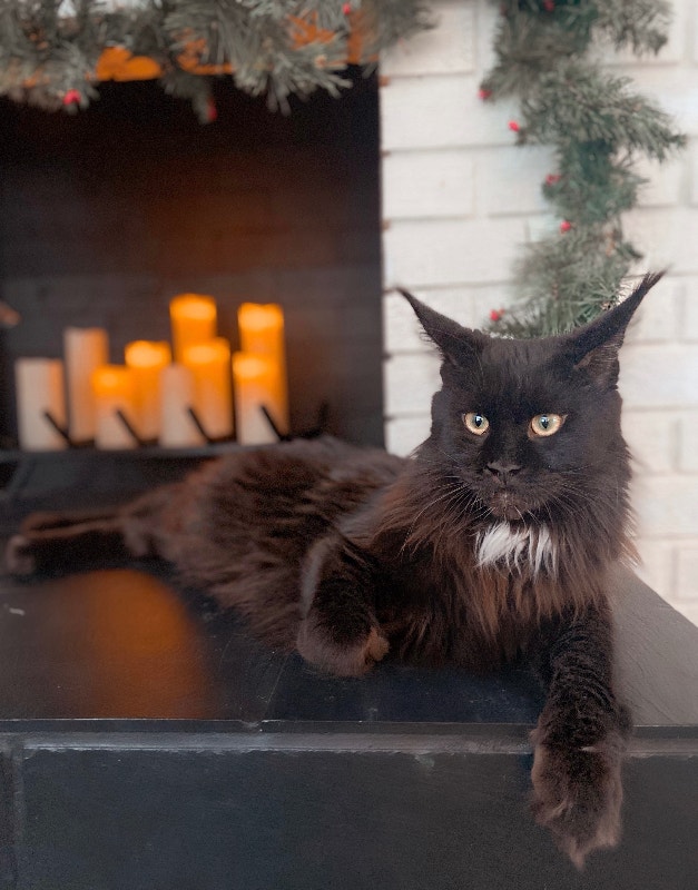 TICA registered Maine Coon Kittens Cats & Kittens for Rehoming