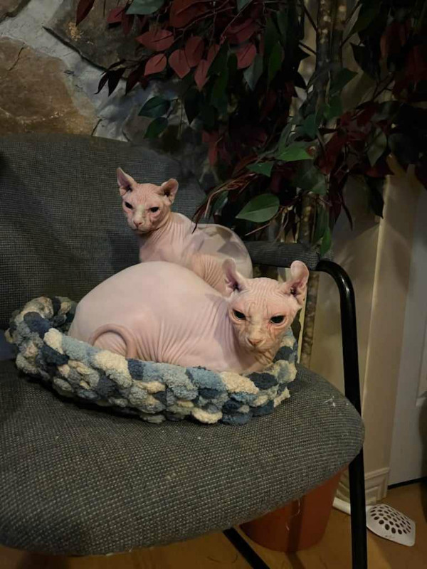 Sphynx elf in Cats & Kittens for Rehoming in West Island - Image 2