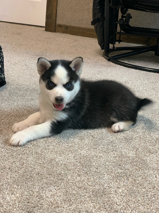 Pomsky puppies  in Dogs & Puppies for Rehoming in Edmonton