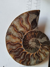 Fossilized Ammonite and Septarium Dragon Stone