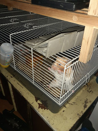Hamster de 8 mois à  donné 