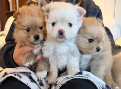 Adorables chiots Pomchi à vendre, View more
