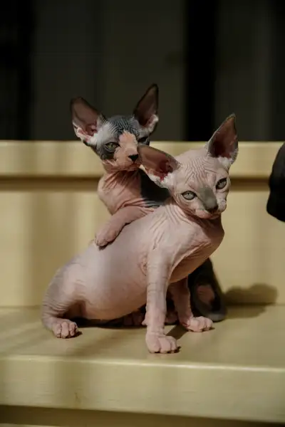 adorable sphynx kittens, View more