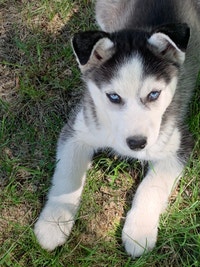 Siberian Husky puppy-delivery to Saskatoon 