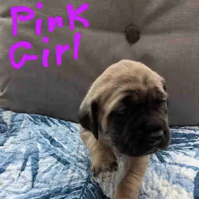 Beautiful Neapolitan/English Mastiff puppies for sale. Born April 18, '25 and ready for rehoming Jun...