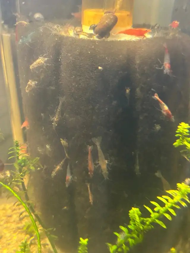 Neo caradina shrimp random colours in Fish for Rehoming in Brantford - Image 8