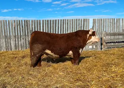Bulls on offer this Saturday at Johnstones Auction Barn in Moose Jaw. Polled Herefords and Limousin...
