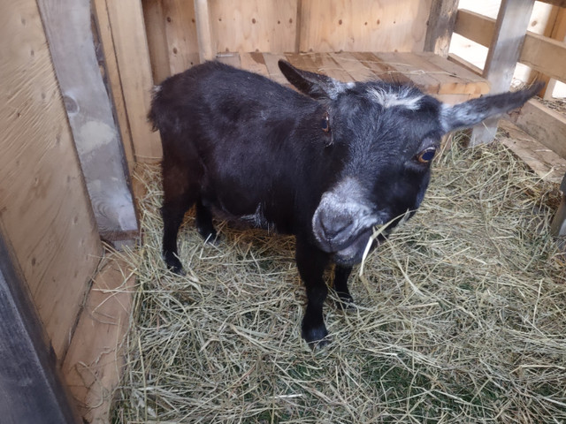 Pygmy/Nigerian Dwarf Nanny Goat in milk in Livestock in Windsor Region