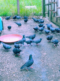 Black racing pigeons $40 each