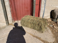 3rd cut hay/ Alfalfa hay
