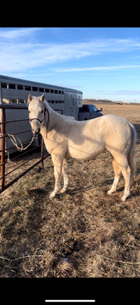 Palomino filly two years old