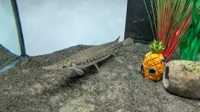 Looking to rehome our 4 year old Florida gar. 17" eating frozen tilapia and shrimp Please be aware o...