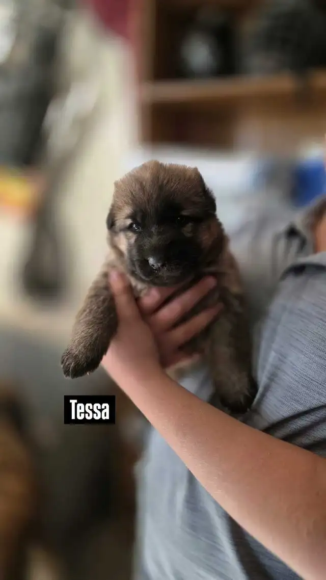 German Shepherd Puppies