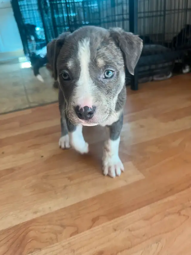 puppies for sale in Dogs & Puppies for Rehoming in Strathcona County - Image 7