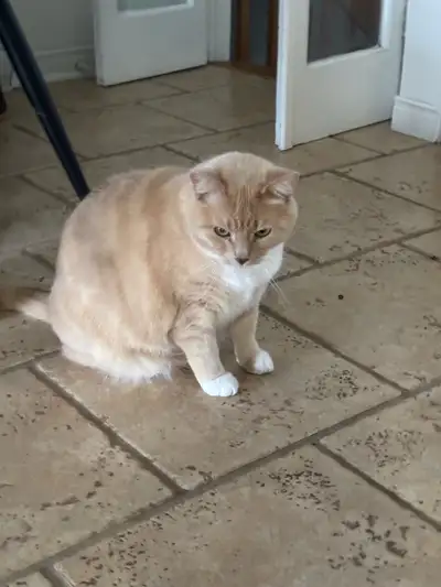Meet this beautiful, calm, and affectionate cat looking for a new forever home! Soft cream/orange wi...