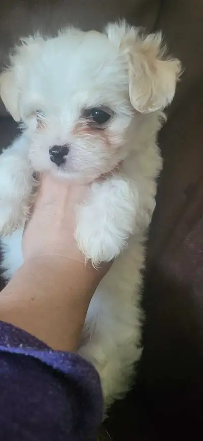 Morkie Puppies for sale, View more
