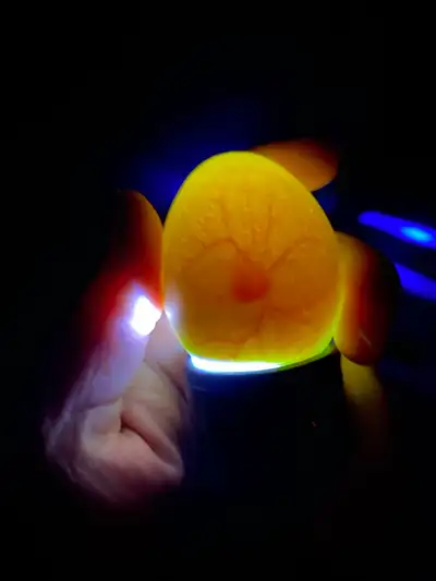 Fertilized Chicken Eggs, View more