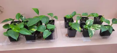 Pothos plants, $4 each or 3 for $10, View more