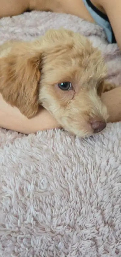 Rare Toy Poodle + Complete Starter Kit, View more