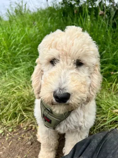 Labradoodle Puppy, View more
