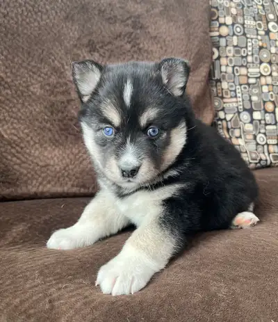 Pomsky puppies 2 available only!, View more
