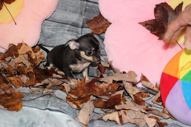 Chihuahua❤femelle mini ❤️Protection100% .Garantie. ★★★ dans Chiens et chiots à adopter  à Laval/Rive Nord - Image 3