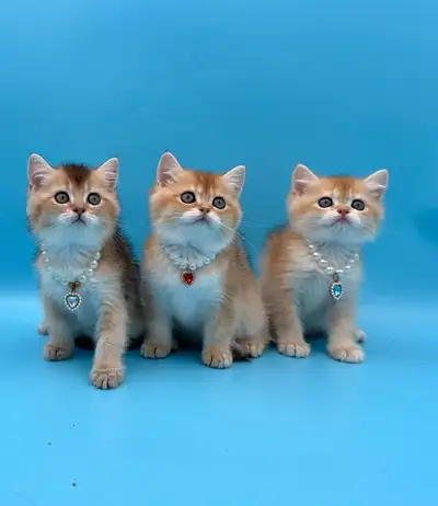 British purebred kittens, View more