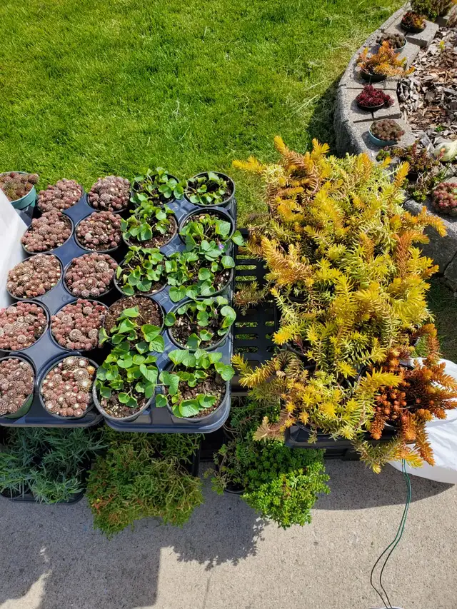 Succulents For Sale $3.5062864360553218124