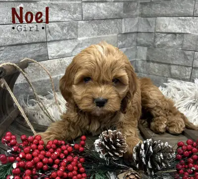 Cockapoo Puppies, View more