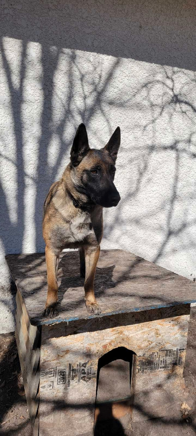 Belgian malinois  in Dogs & Puppies for Rehoming in Winnipeg - Image 2