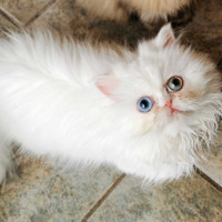 Chaton femelle blanche