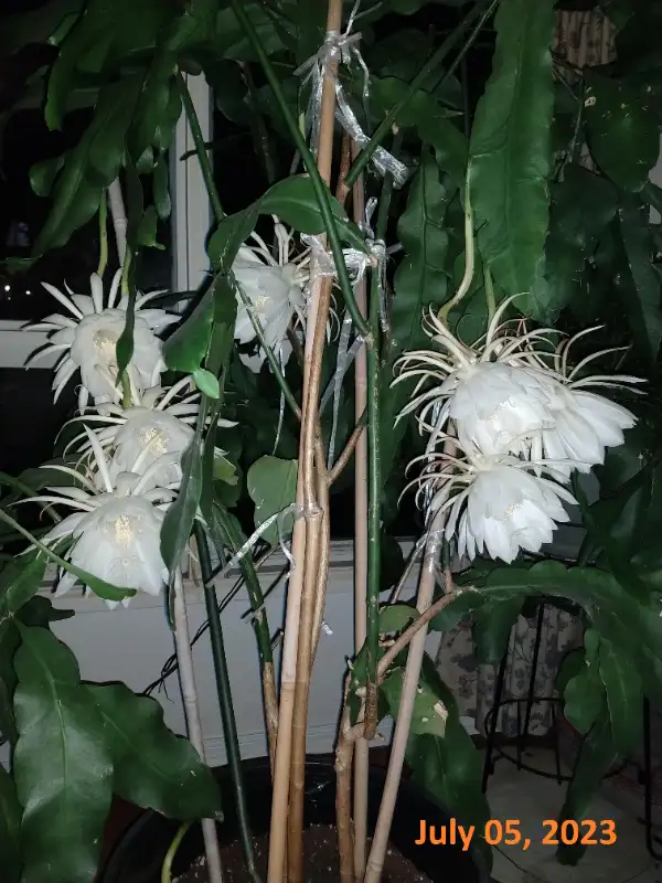 Epiphyllum - Queen of The Night