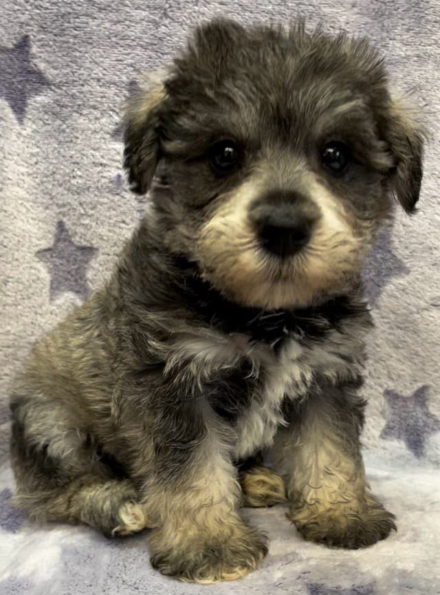 Adorable Mini Schnauzer x Bichon Puppy in Dogs & Puppies for Rehoming in Winnipeg - Image 3