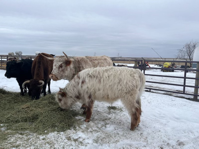 Bull Highland/Texas longhorn in Livestock in Calgary