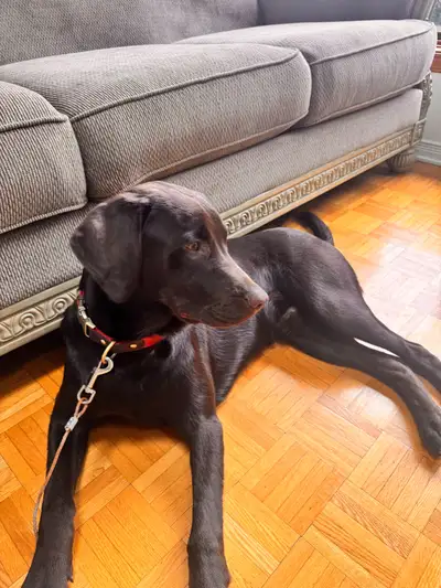 Purebred Labrador Puppy / Labrador de race pure Chiot, View more