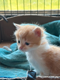5 week old Orange and White Male Kitten For sale