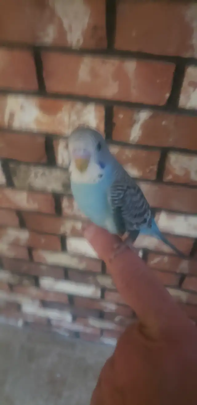 Hand tamed Baby Budgies. Visit to hold them. 3 months old. in Birds for Rehoming in Tricities/Pitt/Maple - Image 6