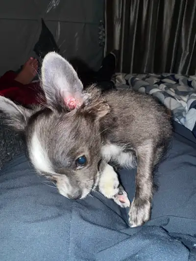 Koda - TeaCup Chihuahua (Under a year old), View more