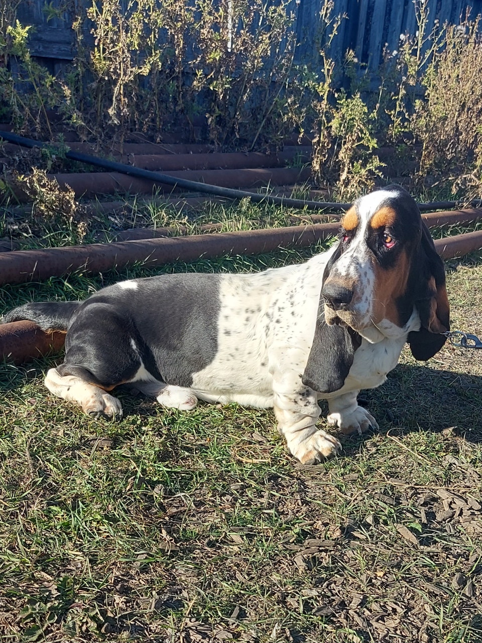 Handsome | Dogs & Puppies for Rehoming | Lloydminster | Free local ...
