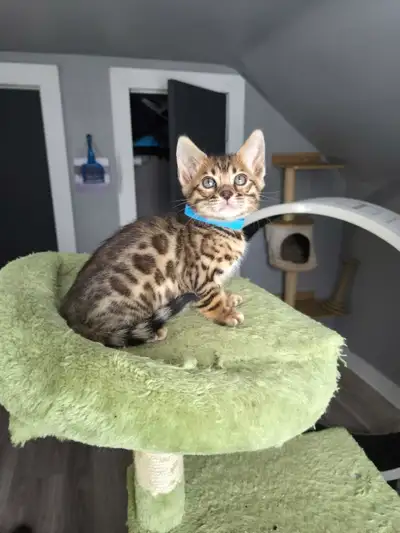 Top quality TICA register Bengal kittens- reputable cattery , View more
